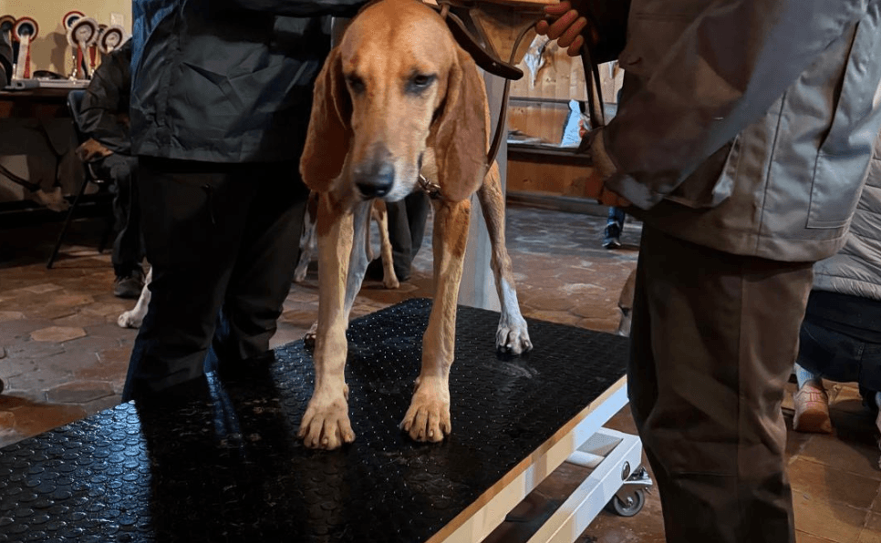 TABLE ANIMALIERE  ''OSTEO'PATTES''